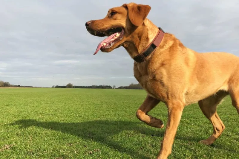 Can My Vaccinated Dog Catch Rabies?