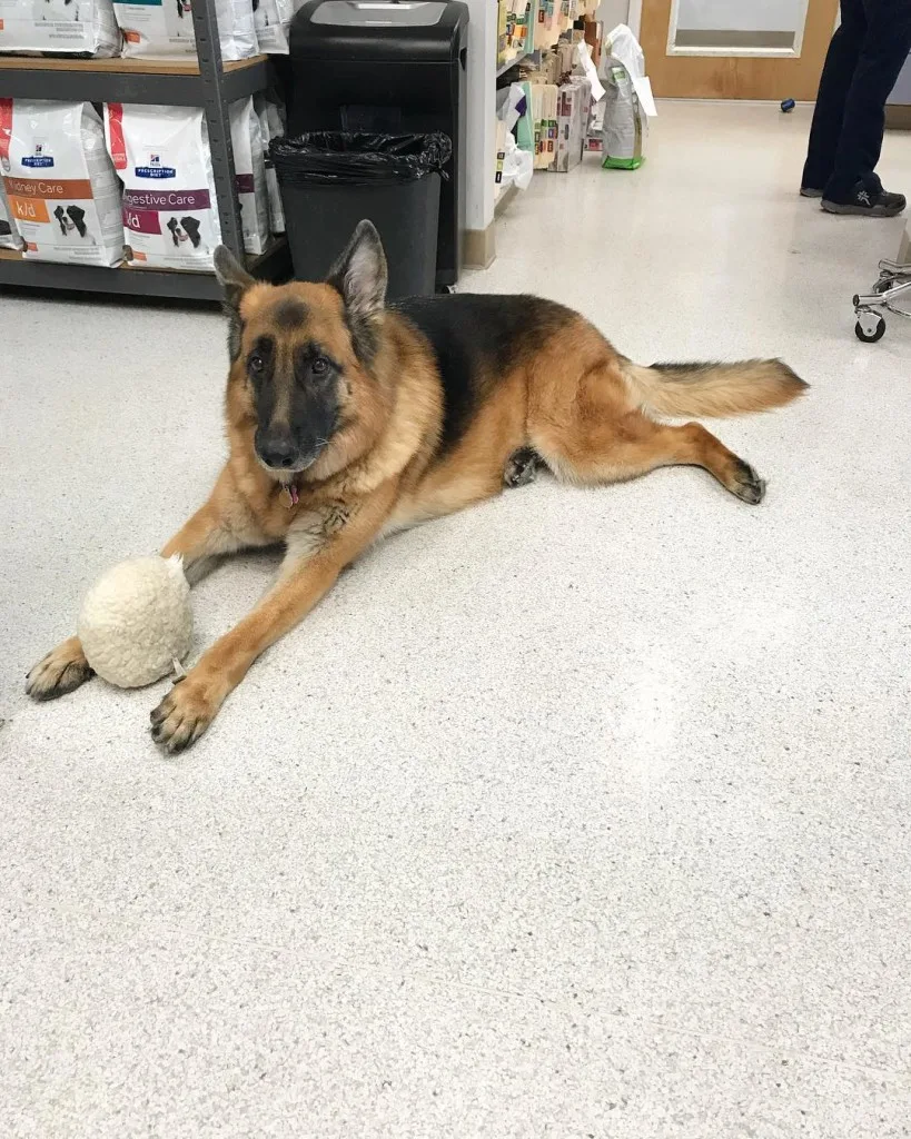 dog playing on clinic floor