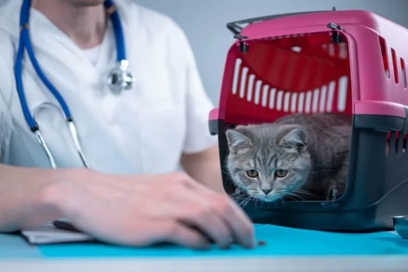 How often should I take my cat to the vet?
