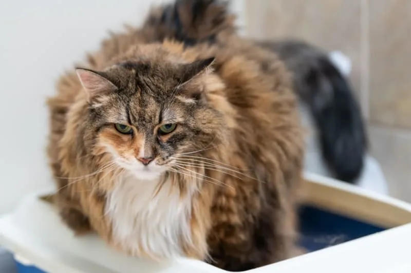 Urinary Tract Infections in Cats