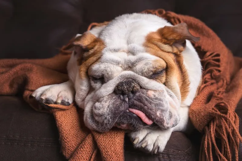 Why Is My Dog Vomiting?