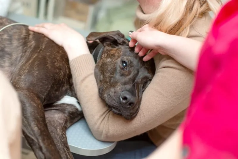 My Dog Drank Antifreeze! Should I Go to the Pet ER?
