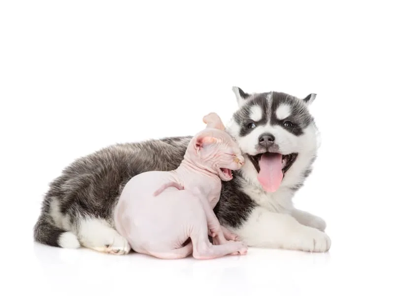 What is labored breathing in cats and dogs?