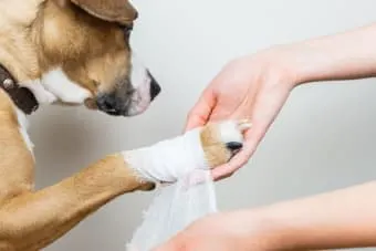 Dog Wound Care: A Complete Guide