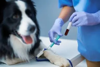 Understanding Blood Tests for Dogs