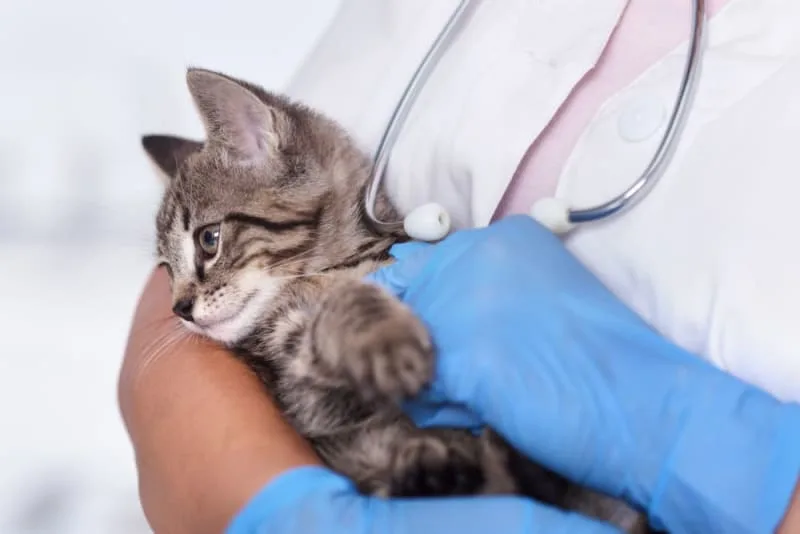 Kitten's First Vet Visit: What to Expect