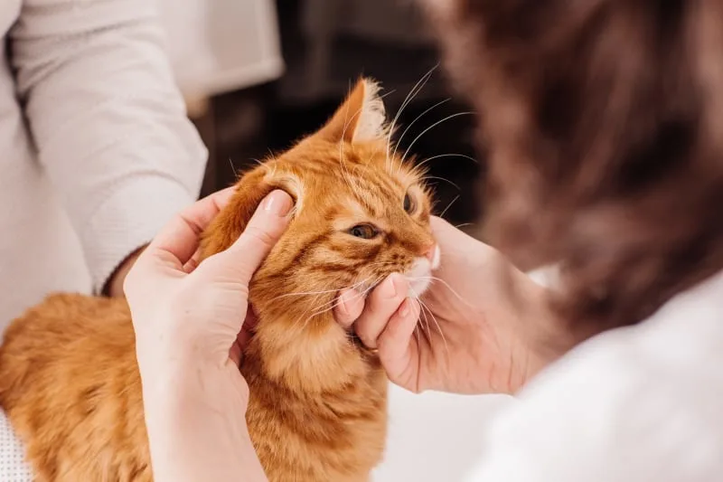 Ear Infections in Cats
