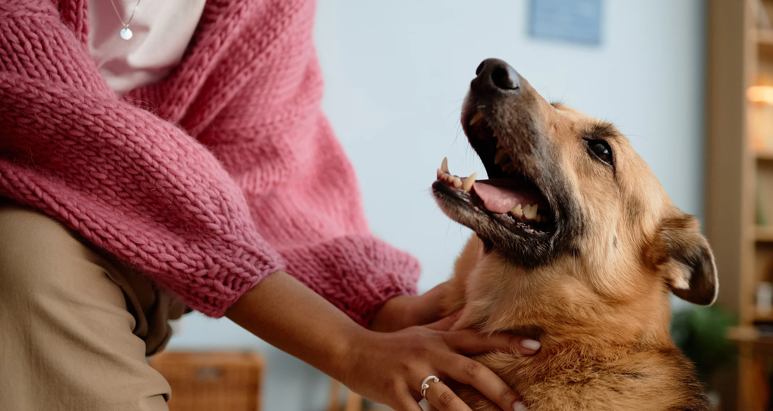 h woman in pink cardigan holding neck of german shepherd