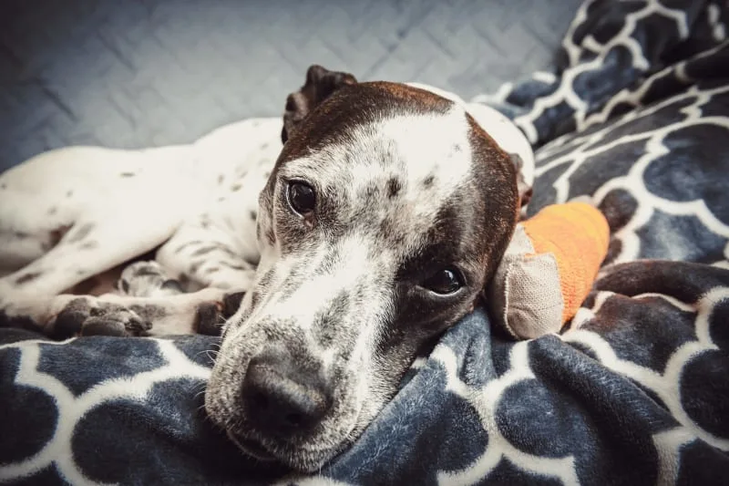 How to Care for Your Dog After Orthopedic Surgery