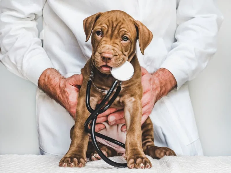 Planning for Your Pet's Preventive Care Exam