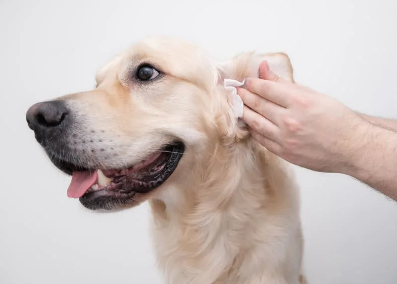 Deep Ear Cleaning For Dogs