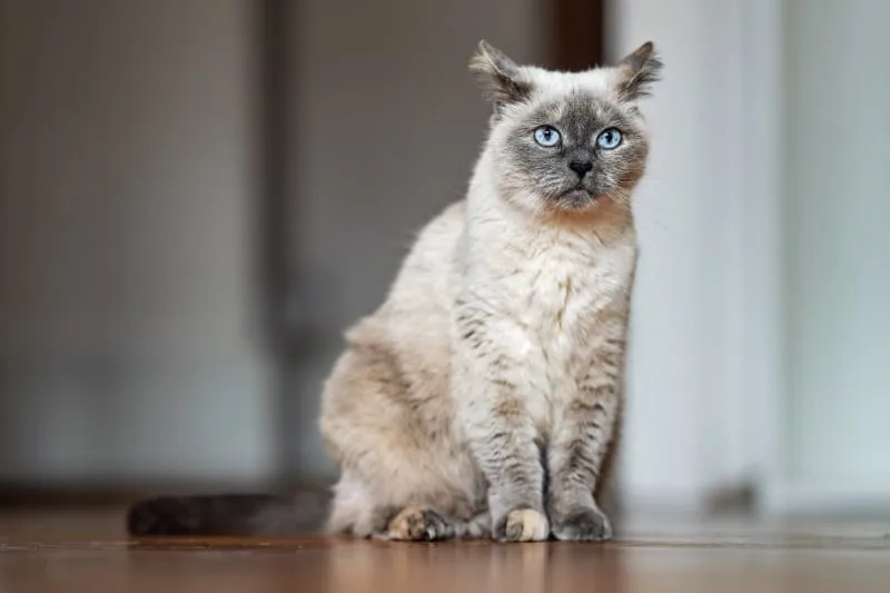 Cataracts in Cats