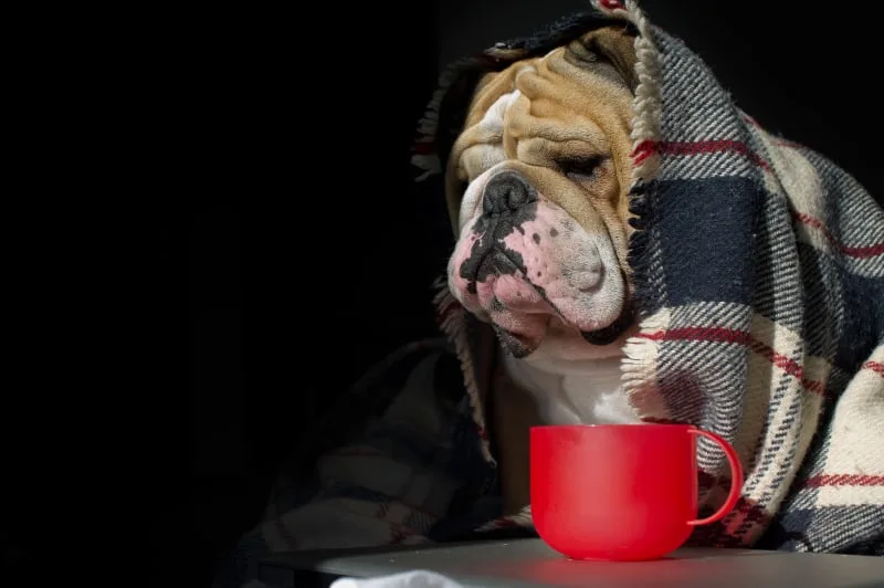 Dog Depression, Dog Anxiety, and Dog Nerves - Is my dog depressed?