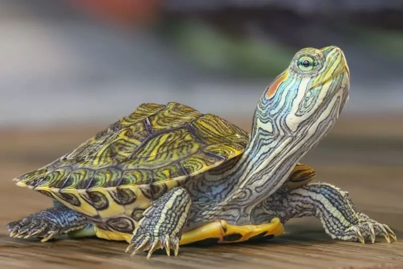 Is a Turtle a Reptile?
