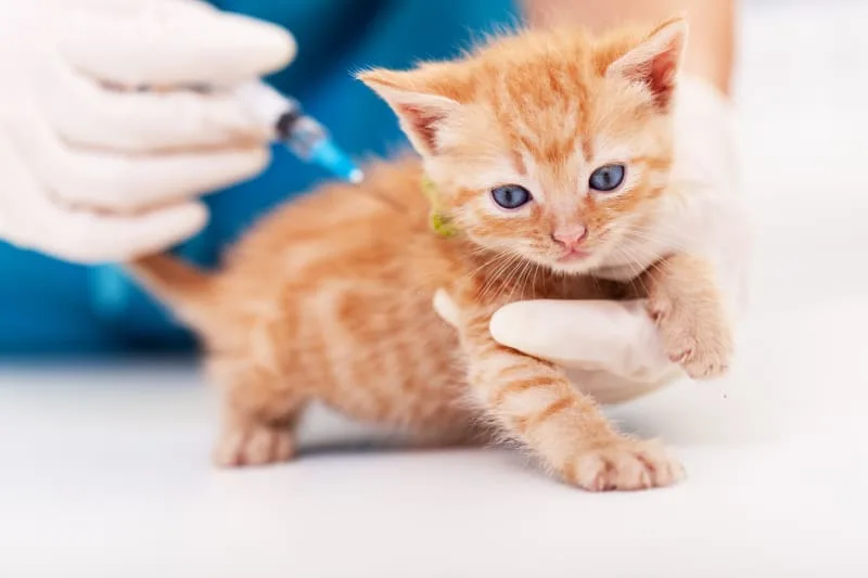 Why Should I Get My Indoor Cat Vaccinated?