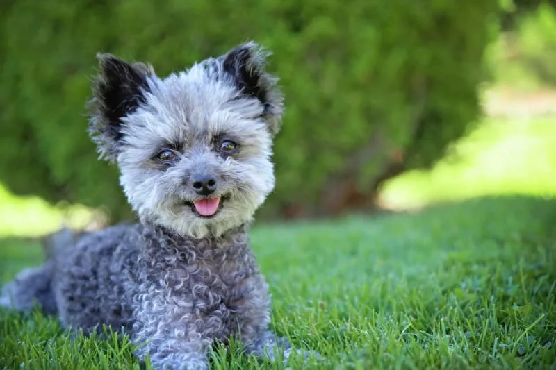 Aging in Dogs: When Is a Dog Considered a Senior?