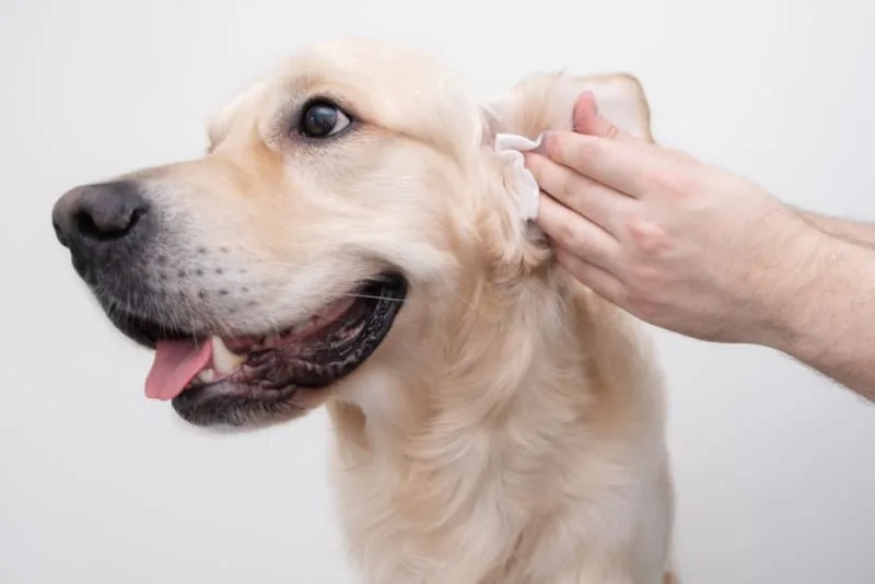 Why Are My Dog's Ears Bleeding?: Causes & Treatment