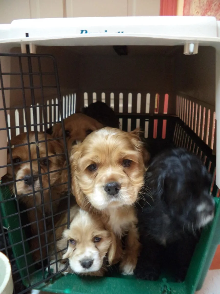 Rocklin Road Animal Hospital 19