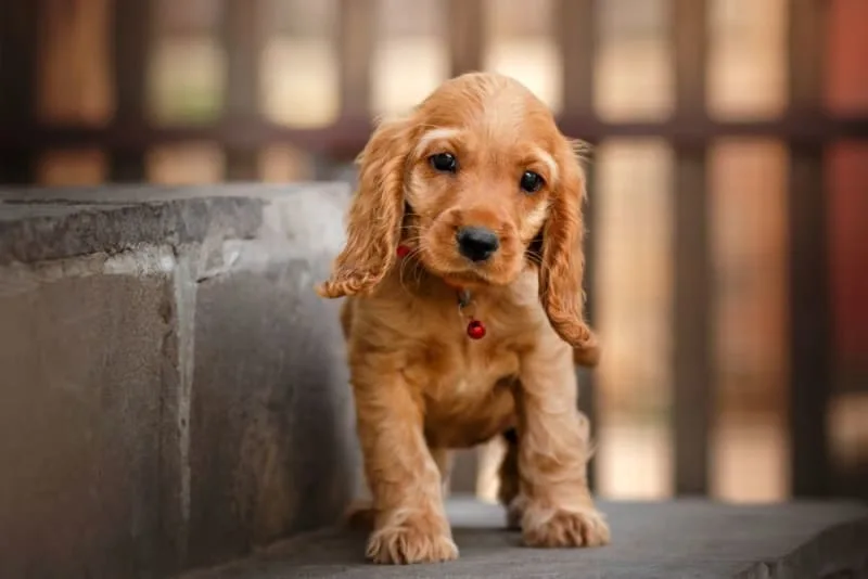 How to Raise a Puppy: Guide for the First Year