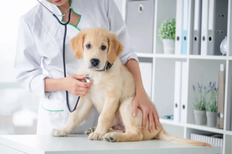 Puppy's First Vet Visit: Checklist & What to Expect