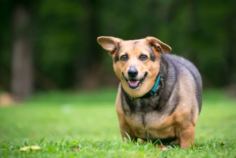 10 Cute Dogs That Stay Small Forever