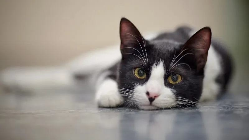 Aural Hematoma in Cats: When is Surgery Needed