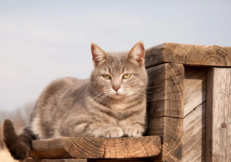 Hernias in Cats - Symptoms & Surgery