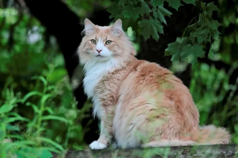 Pet Diagnostic Tests: Urinalysis For Dogs & Cats