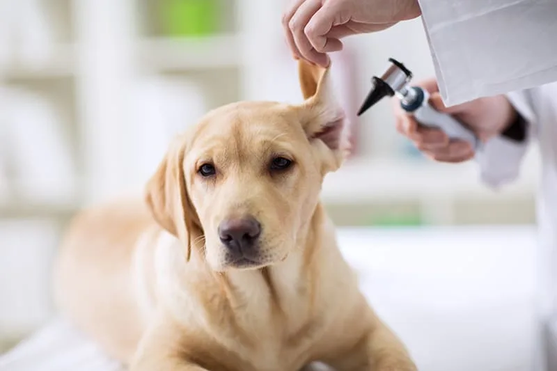 What to Expect When You Attend a Wellness Exam for Your Pet