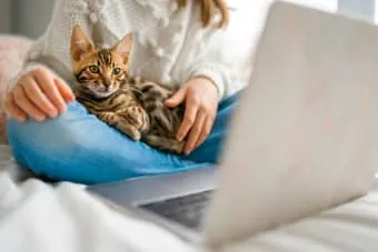 Probiotics For Cats