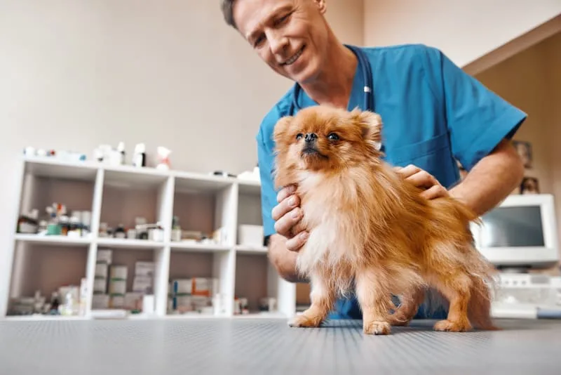 Why Does My Pet Need a Urinalysis?
