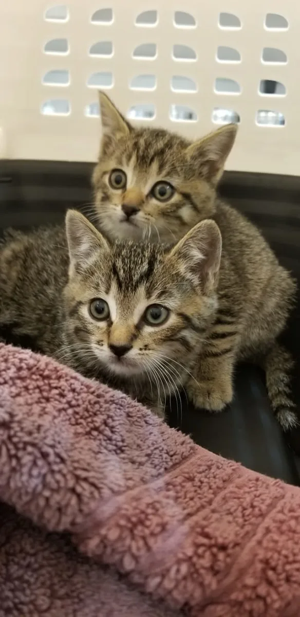 Cat Wellness Plan at Goleta Airport Pet Hospital