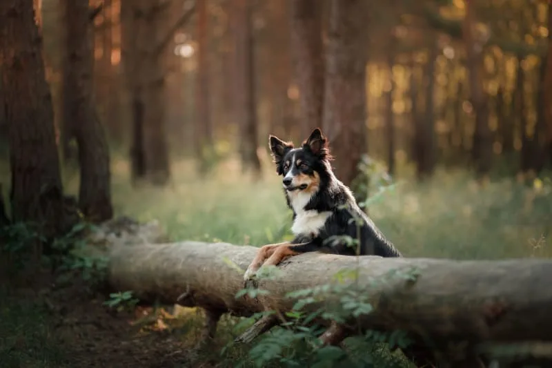 Can My Vaccinated Dog Get Rabies?