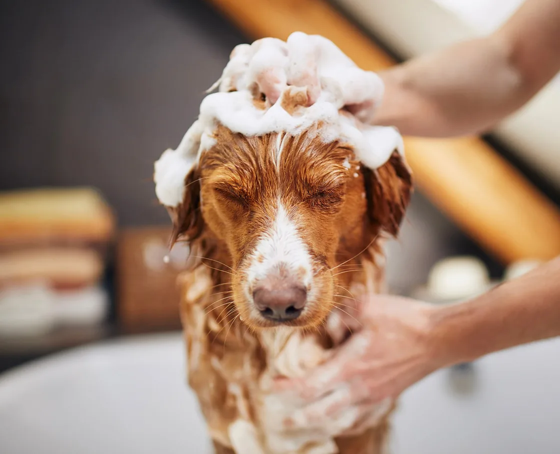 Copper-colored retriever standing calmly in a bathtub with soap suds on its head as two hands lather its fur.