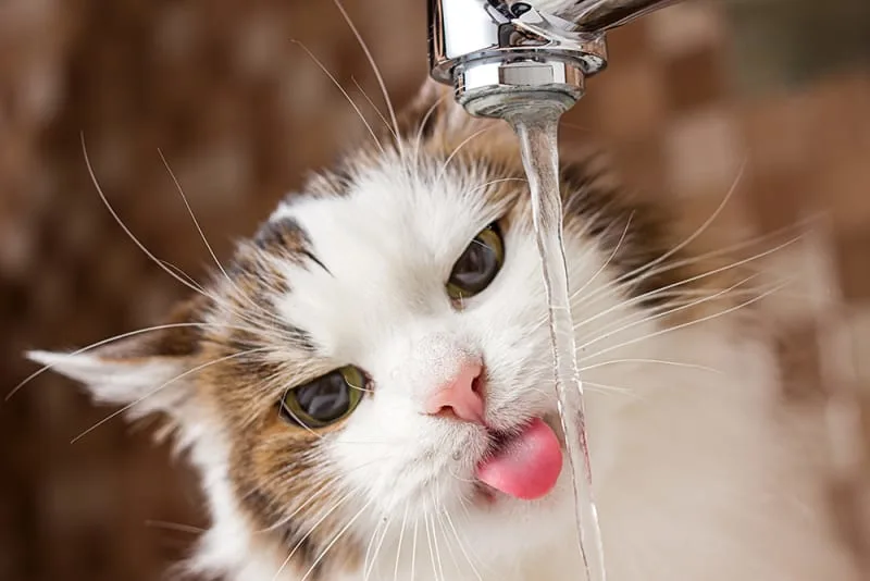 Help! My Cat Won't Drink Water!
