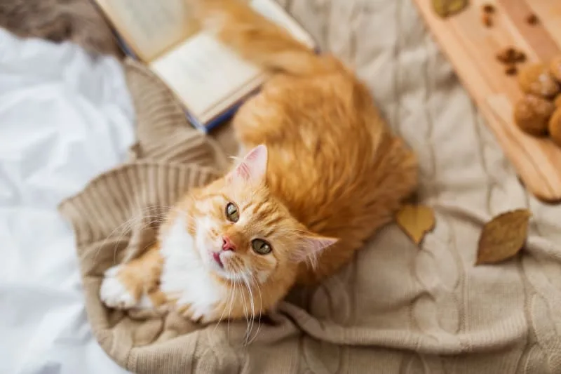 Causes of and Treatments for Kidney Failure in Cats