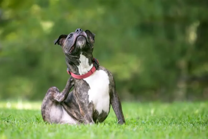 Dog Skin Problems: Scratching, Itching & Other Skin Conditions