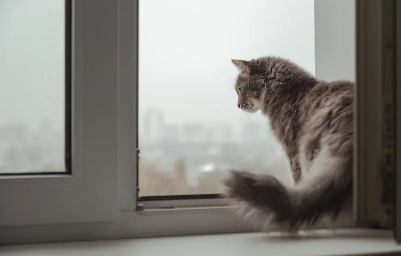 What Is The FVRCP Cat Vaccine?