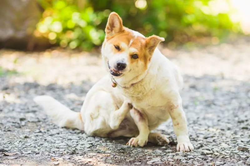 What is Whipworm in dogs? Causes, Treatment & Prevention