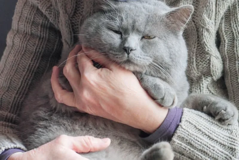 Aging Cats: When Is a Cat Considered a Senior?