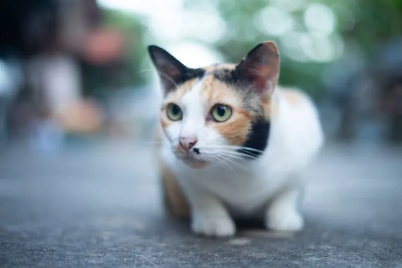 Laser vs. Traditional Spaying Surgery for Pets