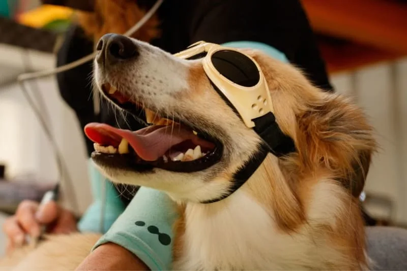 Benefits of Cold Laser Therapy for Dogs