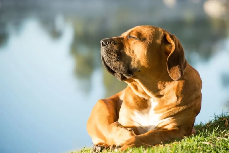 6 Things You Can Do To Help Your Dog Live A Happy, Healthy Life