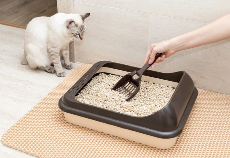 Diarrhea in Cats: Common Causes & When It's Serious