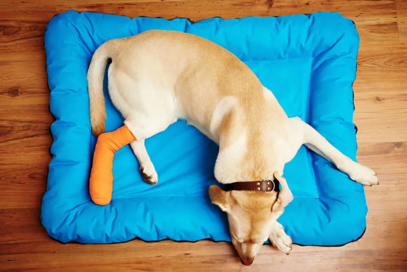 ACL in Dogs