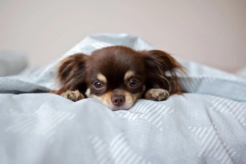 Alleviating Anxiety & Depression in Dogs