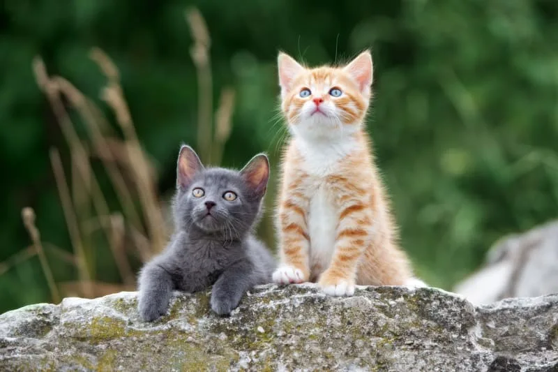 When is it safe to spay or neuter a kitten?