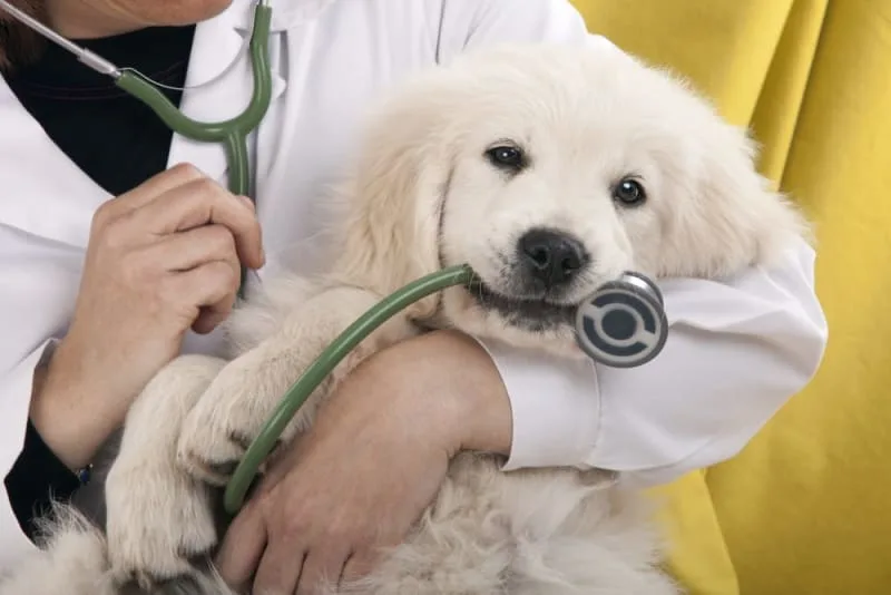 Puppy's First Vet Visit: Checklist & What to Expect