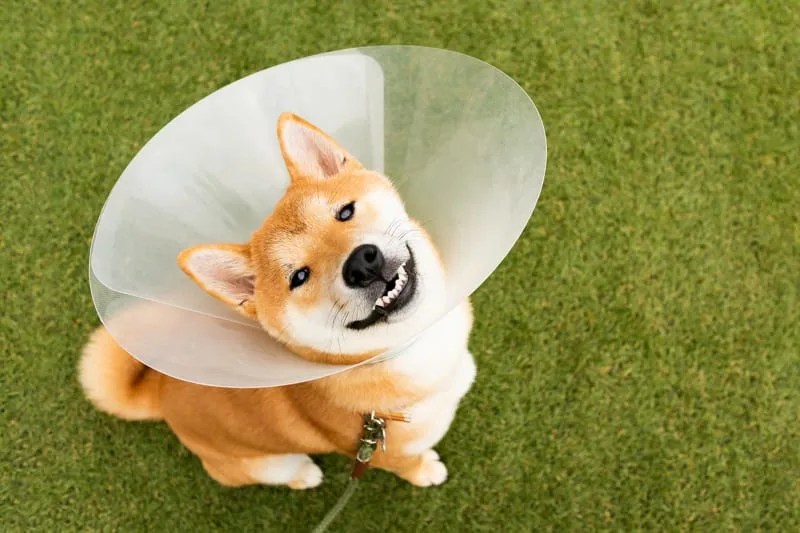 Signs of Infection After Spaying or Neutering Your Dog