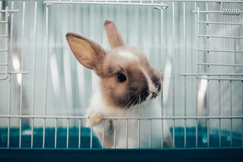 How often should I take my rabbit to the vet?